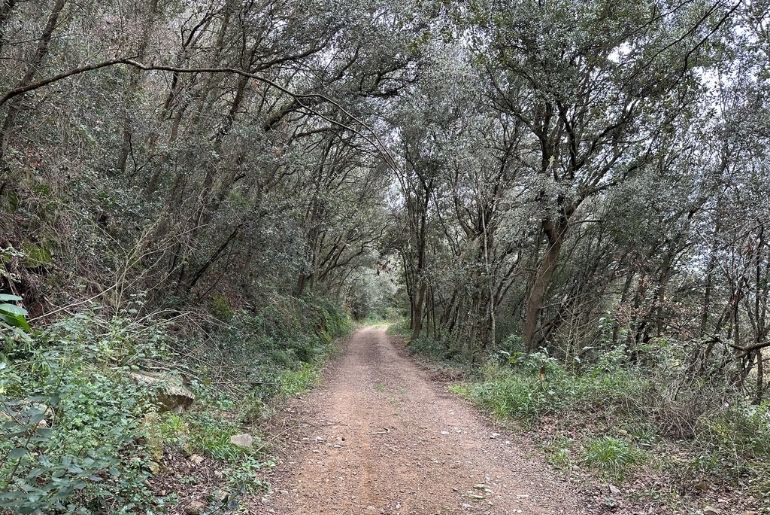 Camí de les coves del Pasteral