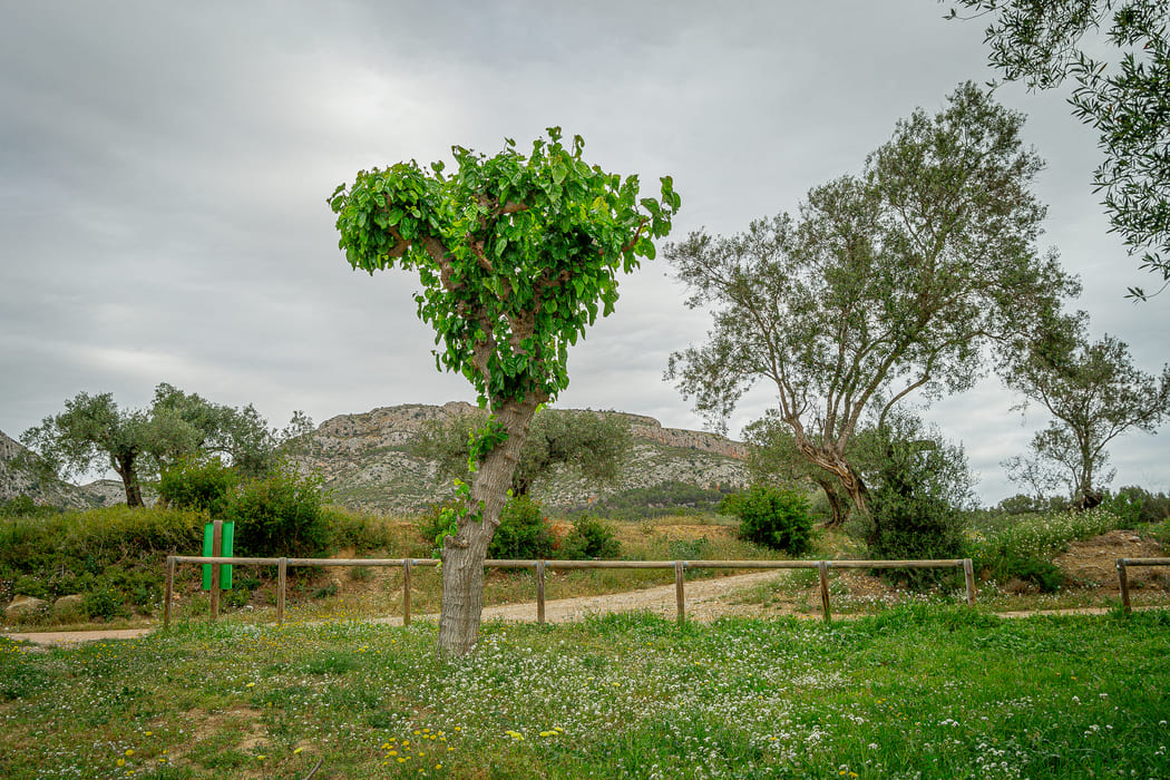 Camí Vell de l’Estartit